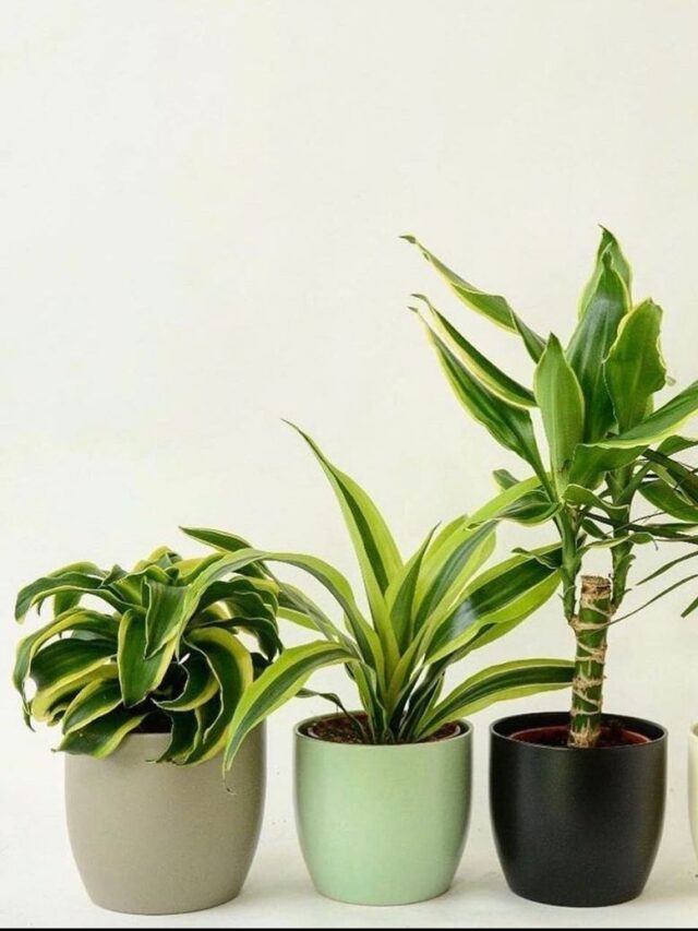 Home Greenery: 7 Indoor Plants for Serenity and Health